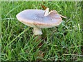 SO8045 : Fungi on a roadside verge by Philip Halling