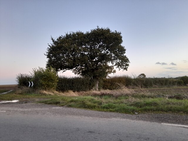 Tree by the road in Pleshey