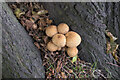 SK9239 : Fungus at the base of a tree by Bob Harvey