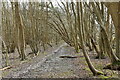 Footpath, Milkhurst Wood