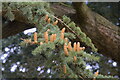 SK9239 : Male flowers on a Cedar by Bob Harvey