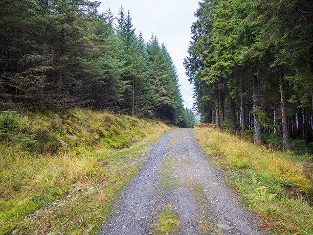 Forestry road above Glen Loin