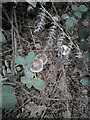 TF0820 : Fungus at my feet by Bob Harvey