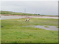 ST2177 : Horse tethered on the salt marsh at Newton by Eirian Evans