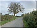 Tree by rural road junction