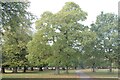 SK9239 : Trees, including a Sweet Chestnut by Bob Harvey