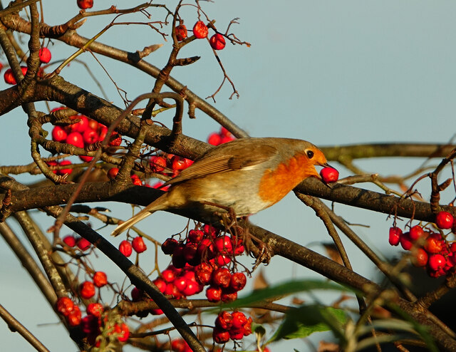 A hungry Robin in the Rowans