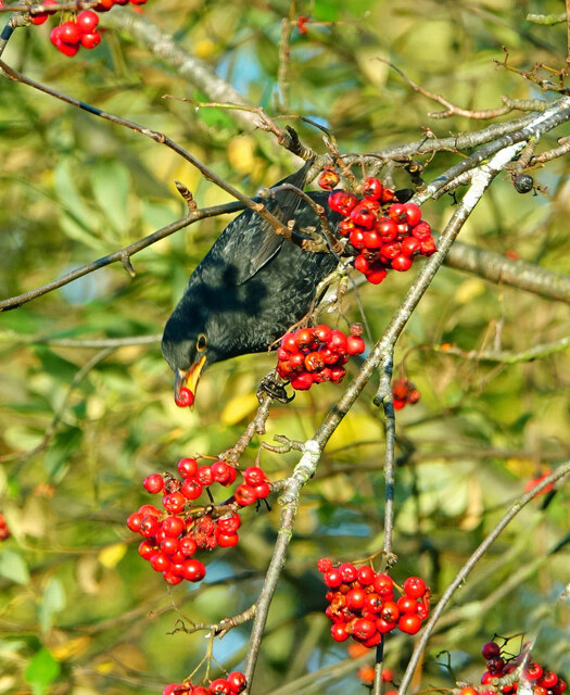 Blackbird feeding on Rowans