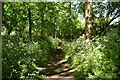 Wooded bridleway