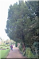 SK9239 : Yew tree overlooking the formal garden by Bob Harvey