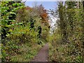 SJ6603 : Shropshire Way in Benthall Edge Wood by Mat Fascione