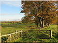 Gate and line of trees near Glassford