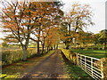 Tree-lined track near Braehead, Glassford