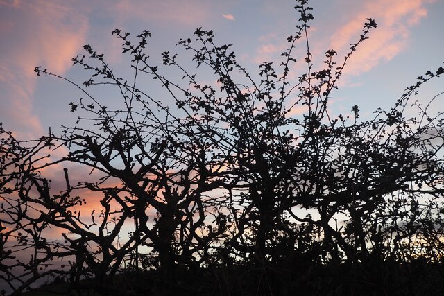 Hawthorn Hedge and a Sunset Sky at Birnieknowes
