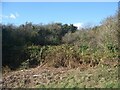 Overgrown open access land to the north of Porthcawl