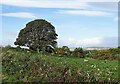 NZ0847 : Lone tree by Robert Graham
