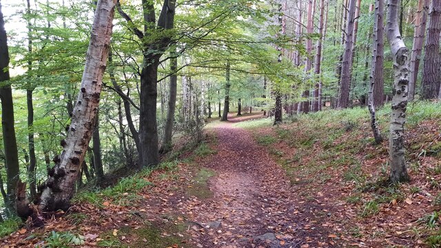 Footpath in Ravenscrag Wood