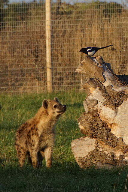 Spotted Hyena, Yorkshire Wildlife Park