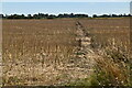 Footpath across field to Newchurch