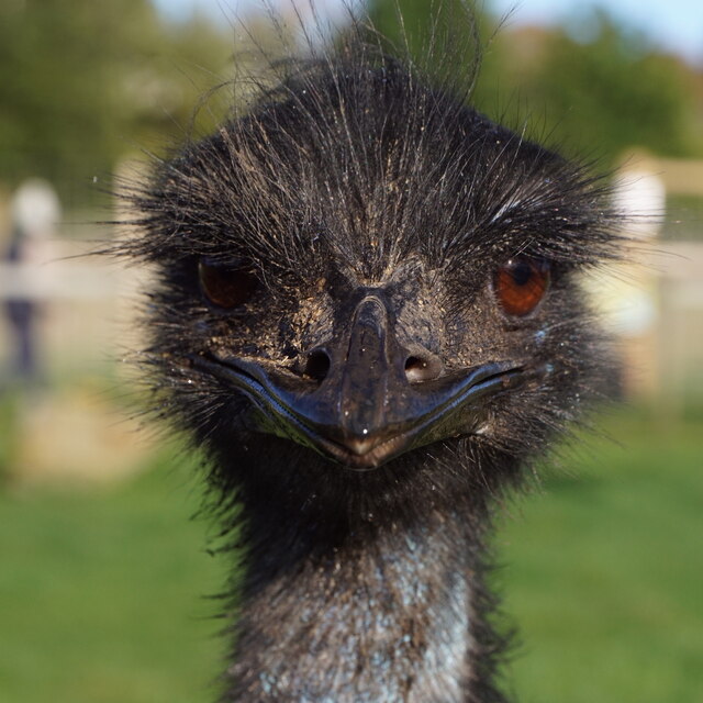Emu, Matlock Farm Park