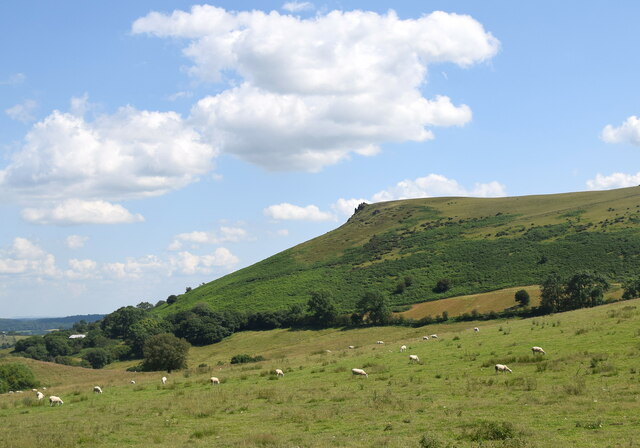 Shropshire sheep beside Willstone Hill