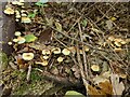 TF0820 : Fungus on a fallen branch by Bob Harvey