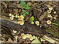TF0820 : Fungus on a fallen branch by Bob Harvey