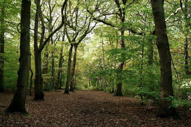 Elmstead Wood © Peter Trimming cc-by-sa/2.0 :: Geograph Britain and Ireland