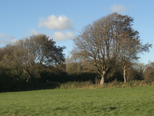 Late autumn trees at Old Ballas, near North Cornelly