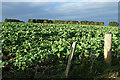 Brassica Crop