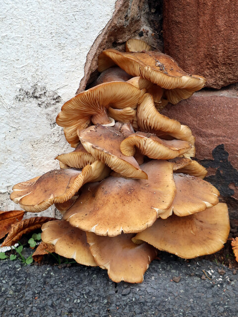 Fungi in Curzon Park North, Chester