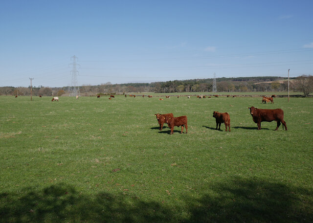 Cattle, by Urray