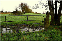 H5170 : Water lying behind a gate, Deroran by Kenneth  Allen