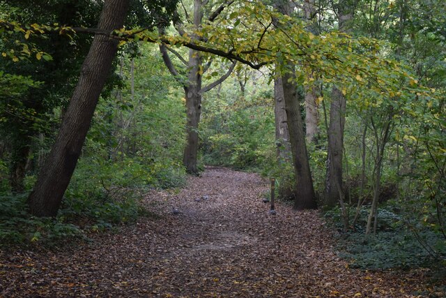 On the Green Chain Walk through Elmstead Wood