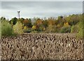 Reed bed at the Mossdale Meadows