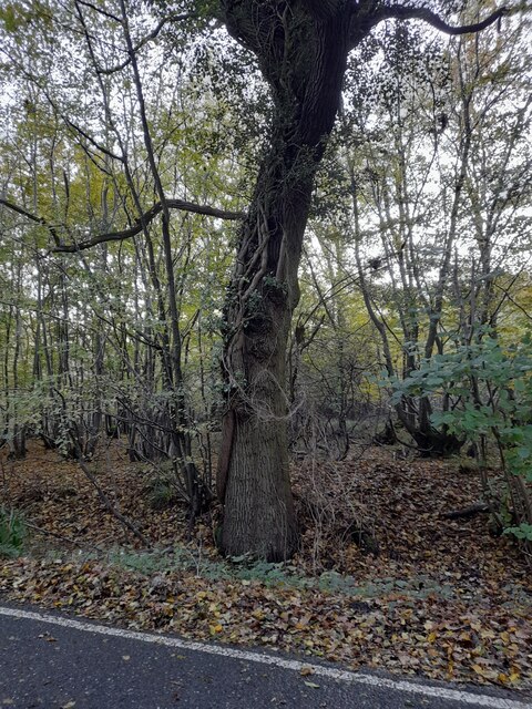 Tree by High Easter Road, Leaden Roding