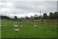 Sheep grazing, Crowntailrig