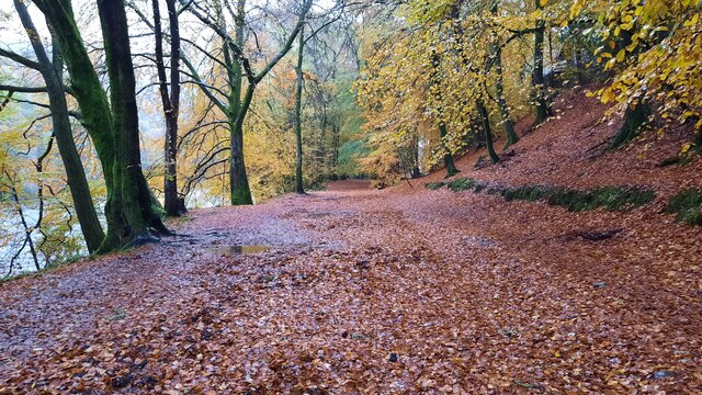 Riverside path in Birnam Wood