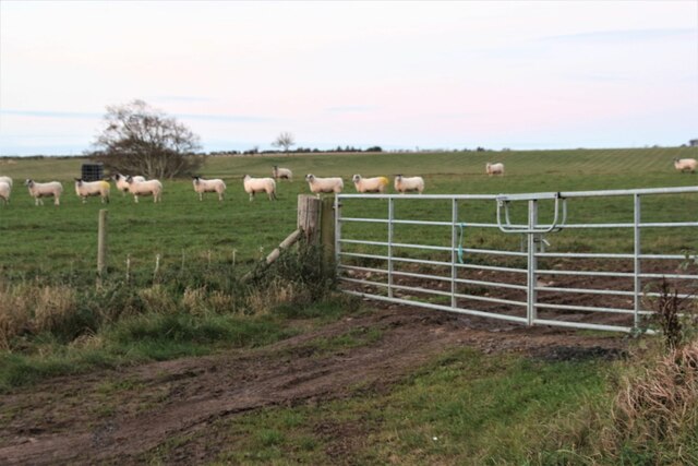 Double gate and sheep at The Loan