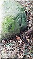 Benchmark on inscribed stone in hedge on north side of road east of Southwaite