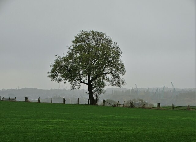 Lone tree in the landscape - south of Shirland