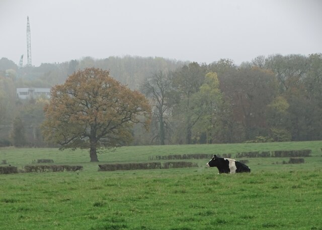 In Shirland Park - cow on a murky morning