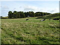 Grazing near Kirkton 