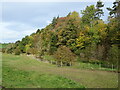 Grazing and woodland beside the Kirkton Burn