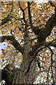 SK9239 : The crown of the Tulip Tree by Bob Harvey