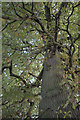 SK9339 : Quercus robur: The crown of the Oak by Bob Harvey