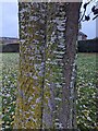 TF0820 :  White Poplar, Populus alba by Bob Harvey