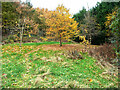 Autumn colour, Upper Cumberworth