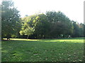 SU4614 : Autumn sunshine, Centenary Copse, Hatch Grange by Christine Johnstone