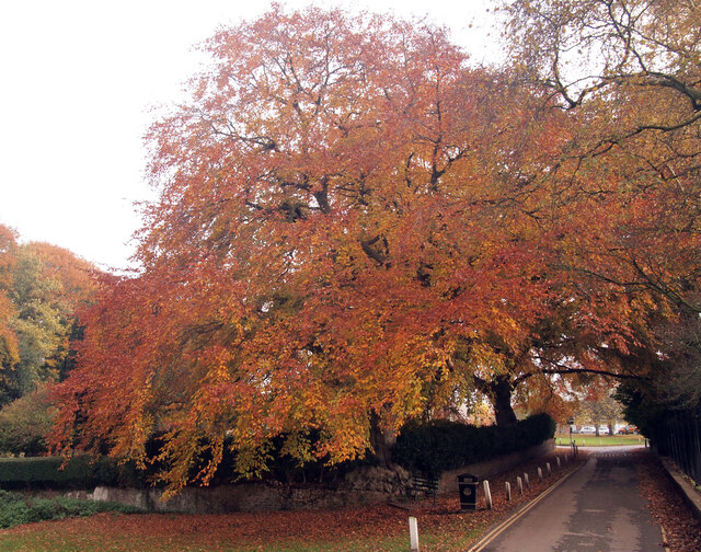 Autumnal Tree at the beginning of Ivy Lane